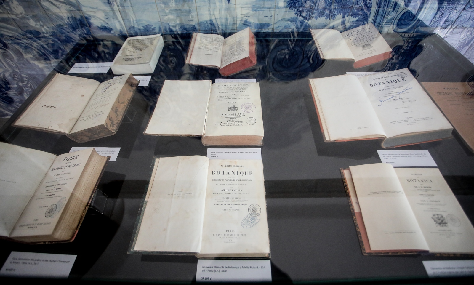 Imagem número 10 da galeria Dia Internacional das Plantas