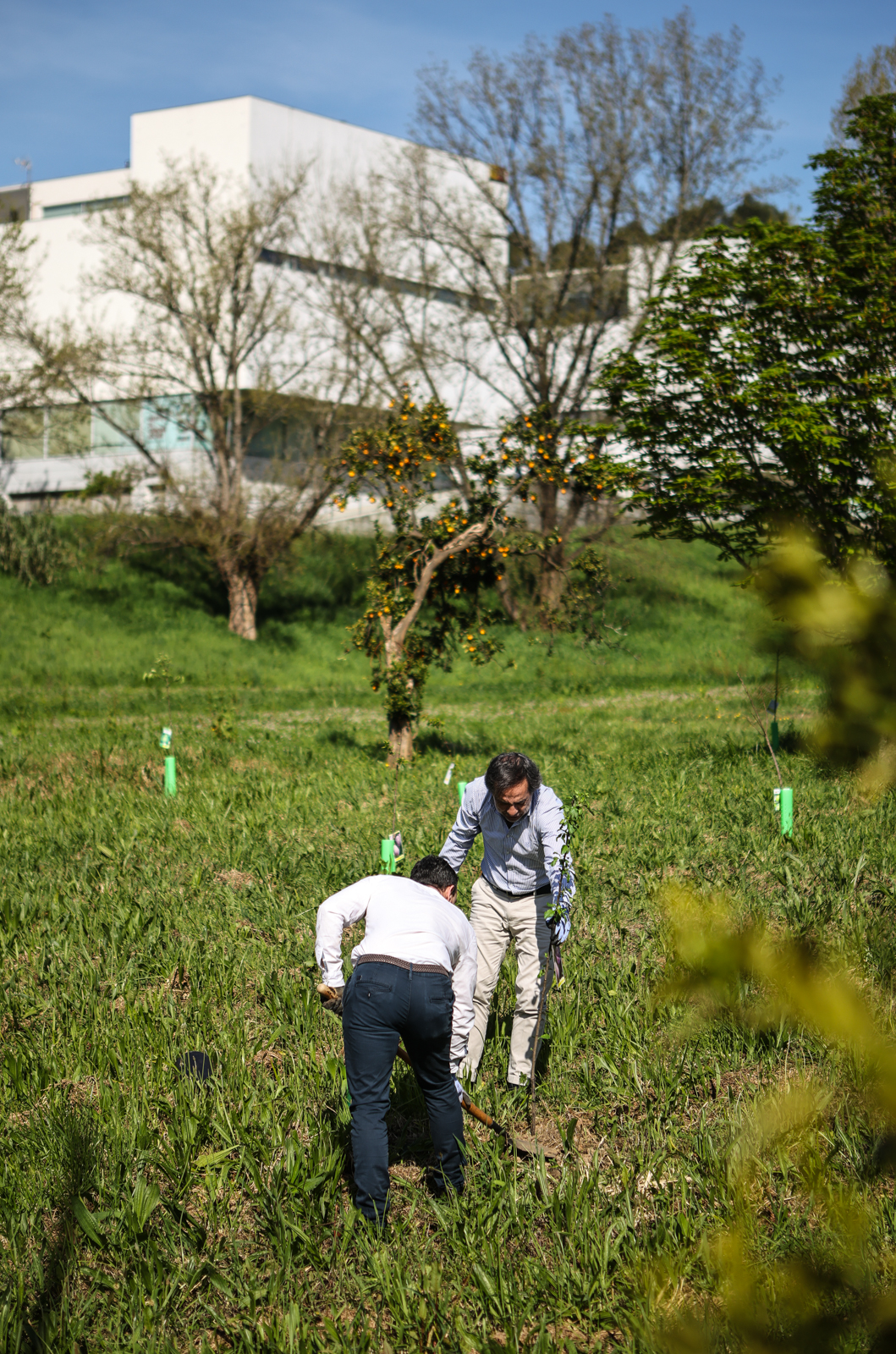 Imagem número 8 da galeria CMBraga oferece árvores à UMinho