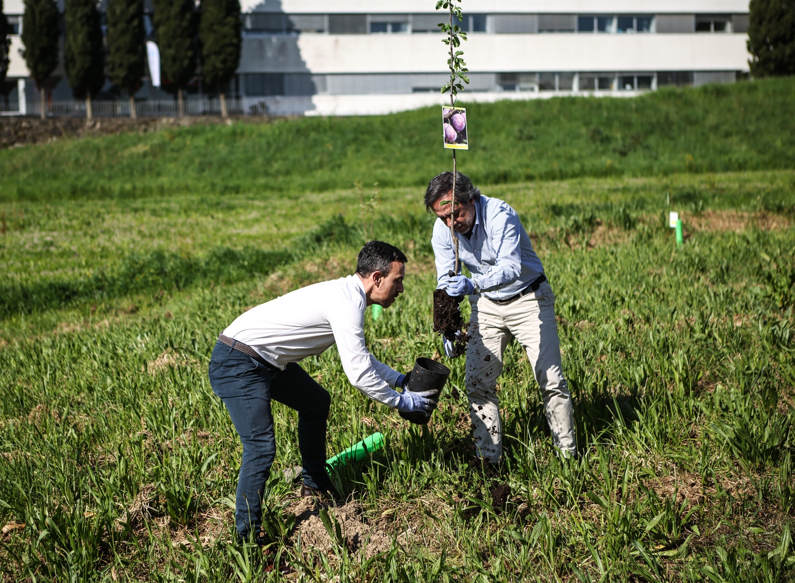Imagem número 6 da galeria CMBraga oferece árvores à UMinho